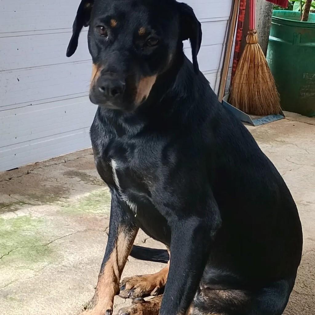 Mica, cadela de porte grande para adoção em Barbacena - MG