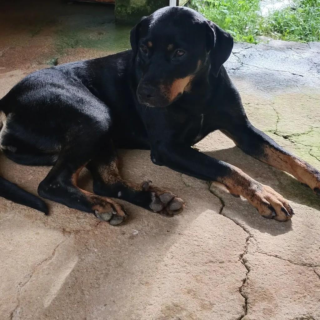 Mica, cadela de porte grande para adoção em Barbacena - MG — foto 2 de 5