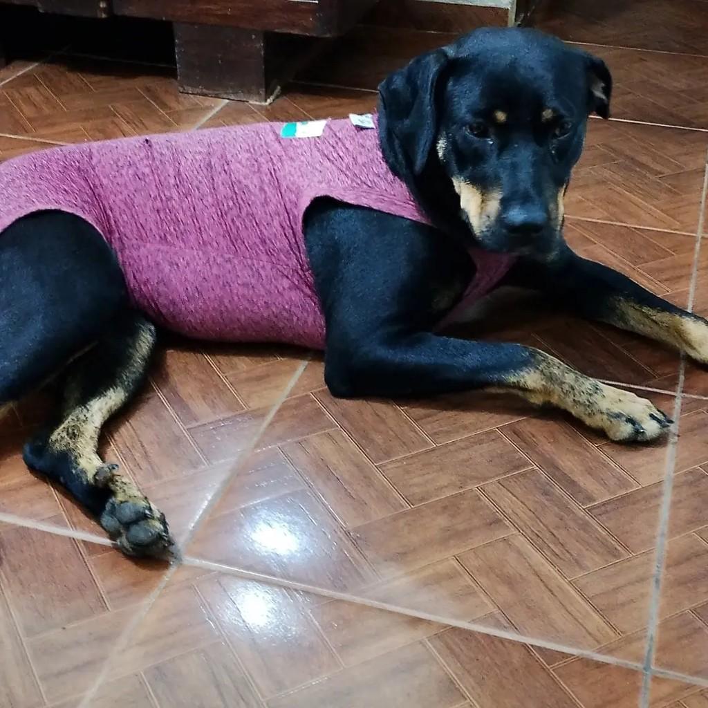 Mica, cadela de porte grande para adoção em Barbacena - MG — foto 4 de 5