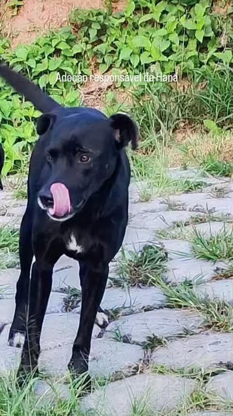 Hana, cadela de porte médio para adoção em Barbacena - MG