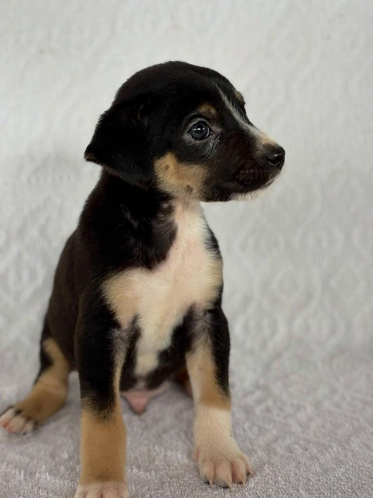 Príncipe, cachorro de porte médio para adoção em São Simão - GO