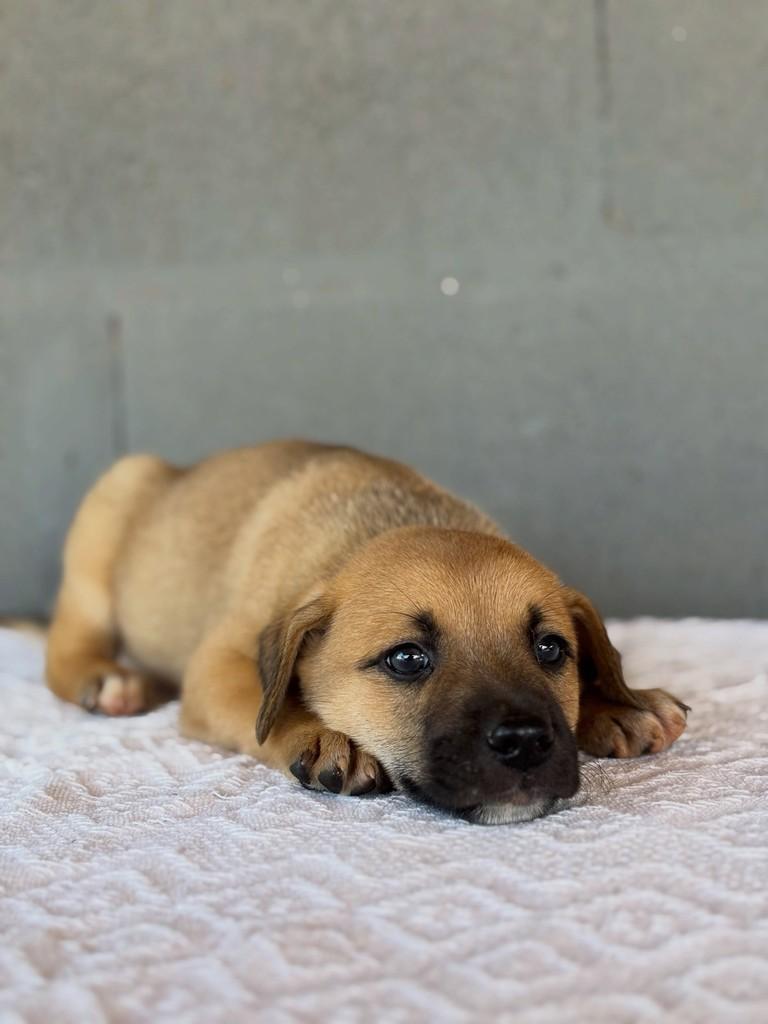 Lindão, cachorro de porte médio para adoção em São Simão - GO