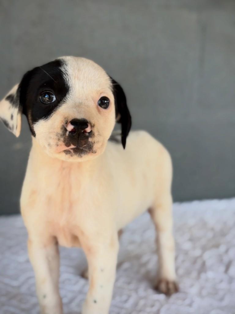 Mocinha, cadela de porte médio para adoção em São Simão - GO