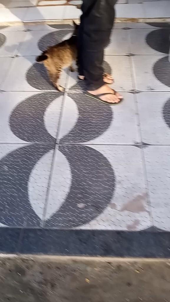 Nina, gata de porte pequeno para adoção em Santa Quitéria - CE