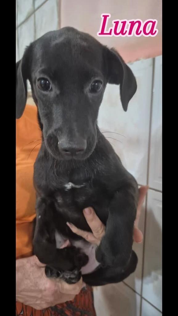 Luna, cadela de porte médio para adoção em Pacaembu - SP