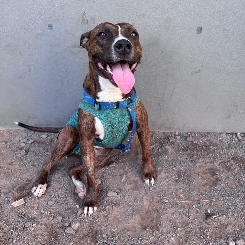 Puff, cachorro de porte grande para adoção em Novo Hamburgo - RS