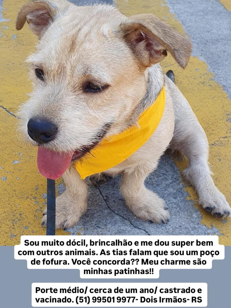 Bolota, cachorro de porte médio para adoção em Dois Irmãos - RS