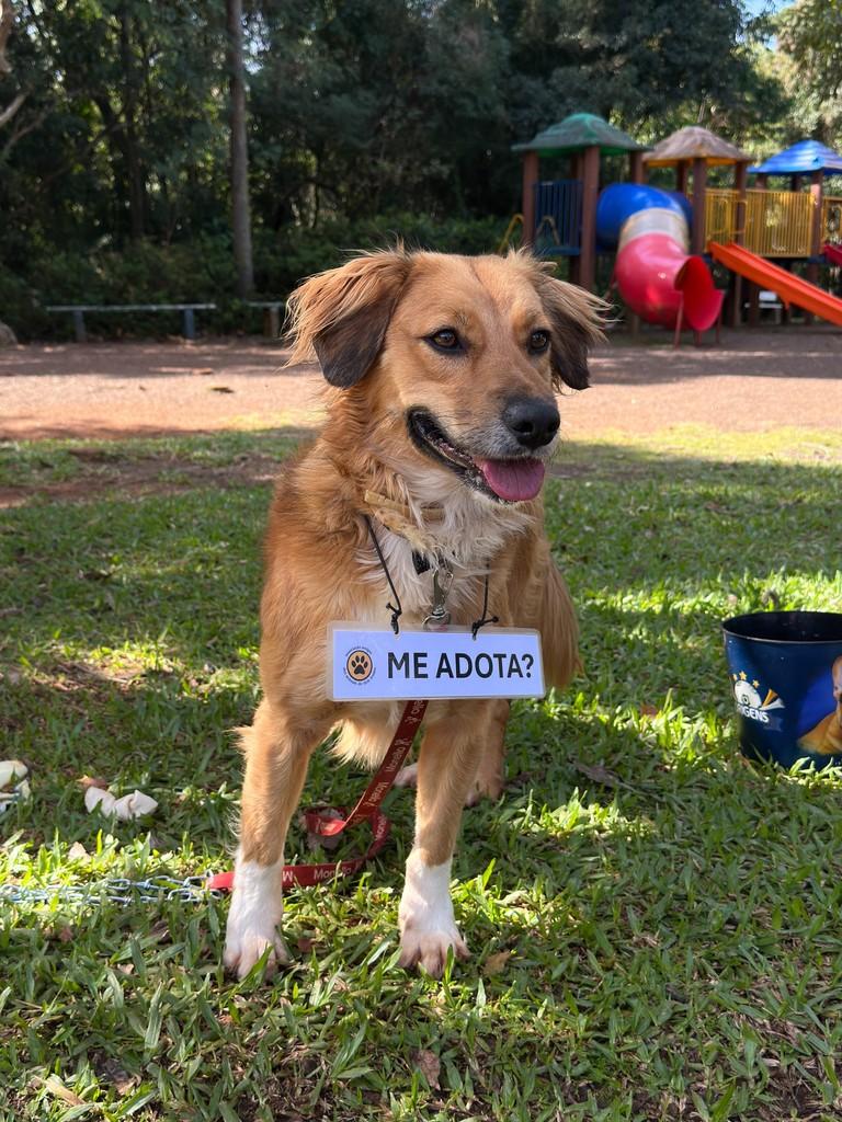 Simba, cachorro de porte médio para adoção em Dois Irmãos - RS