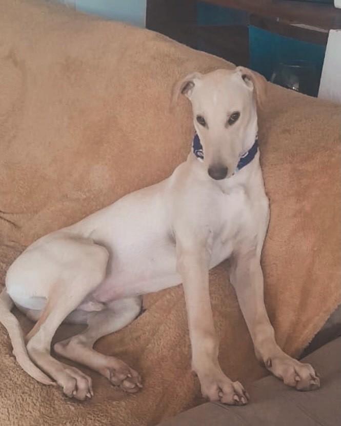 Bartho, cachorro de porte grande para adoção em Porto Alegre - RS