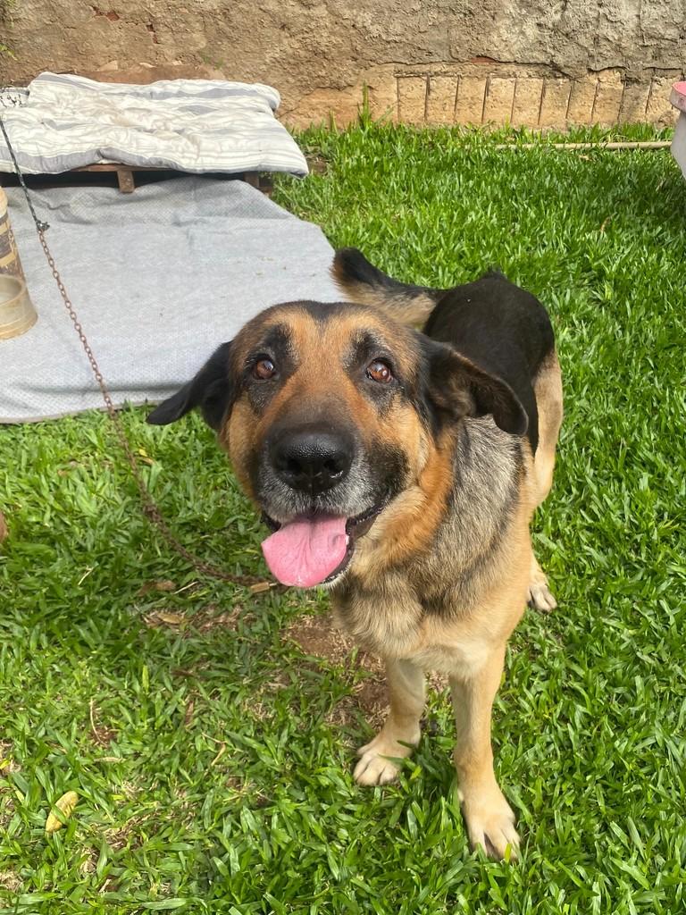 Trovão, cachorro de porte grande para adoção em Dois Irmãos - RS