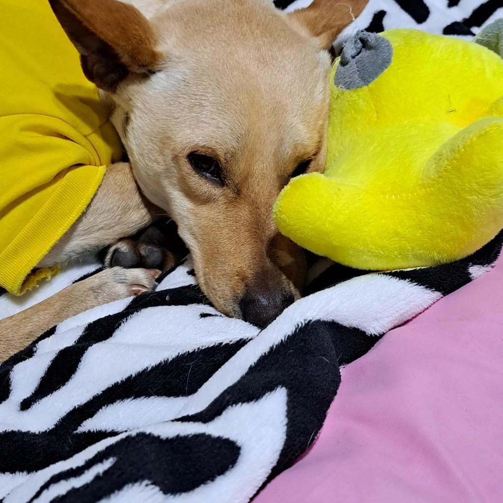 Iskisi, cachorro de porte pequeno para adoção em Dois Irmãos - RS