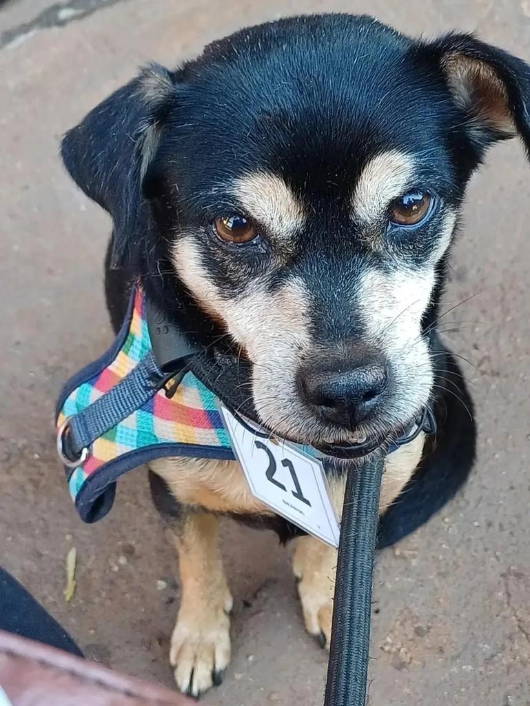 Pititinha, cadela de porte pequeno para adoção em Ituiutaba - MG