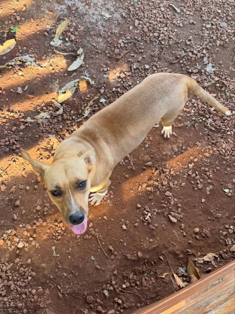 Joana, cachorro de porte pequeno para adoção em Rio Branco - MT