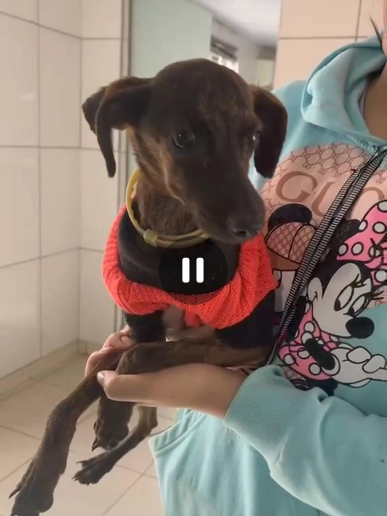 Cachorrinha, cadela de porte médio para adoção em Patos de Minas - MG