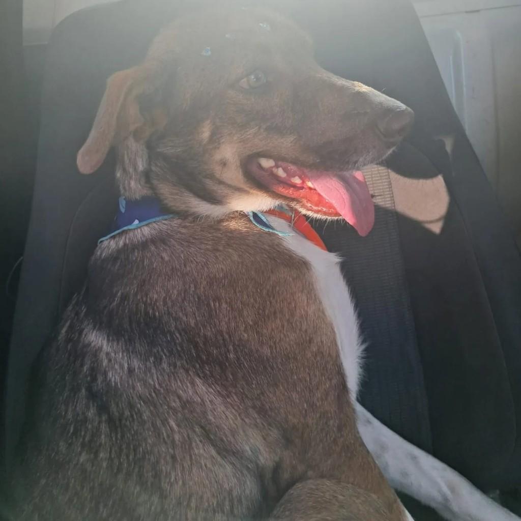 Max, cachorro de porte médio para adoção em Patos de Minas - MG