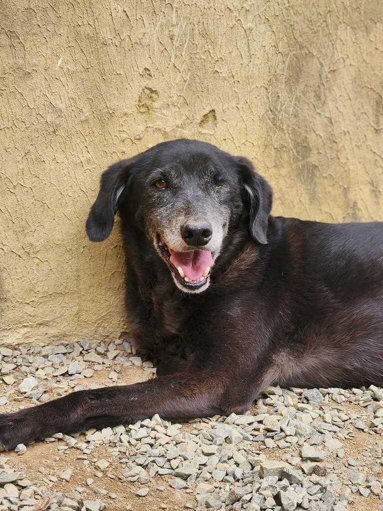 Bono, cachorro de porte médio para adoção em Curitiba - PR