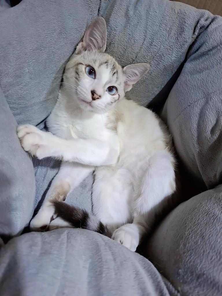 Luan, gato para adoção em Curitiba - PR