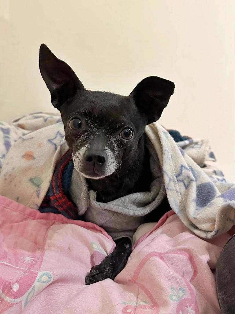 Neguinho Killer, cachorro de porte pequeno para adoção em Curitiba - PR