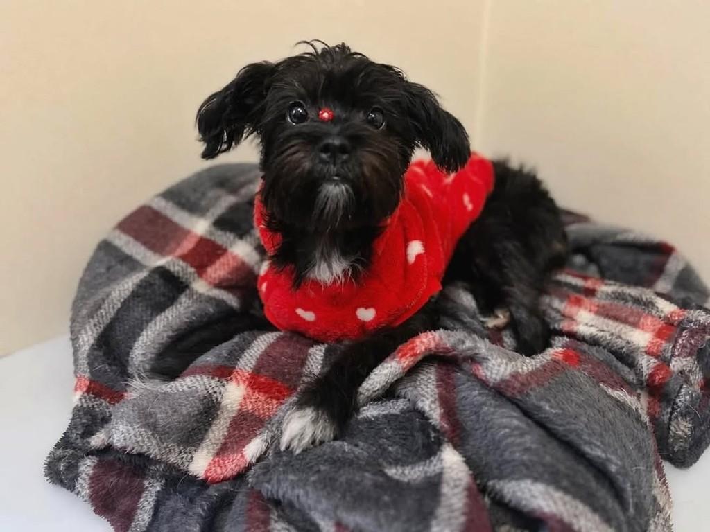 Ramuza, cachorro de porte pequeno para adoção em Curitiba - PR