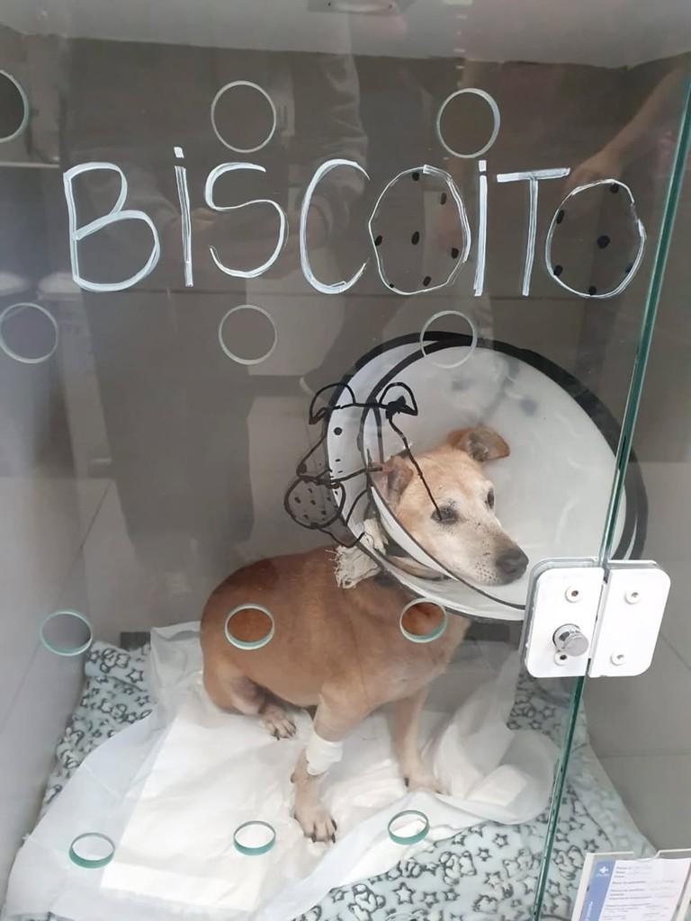 Biscoito, cachorro de porte pequeno para adoção em Curitiba - PR