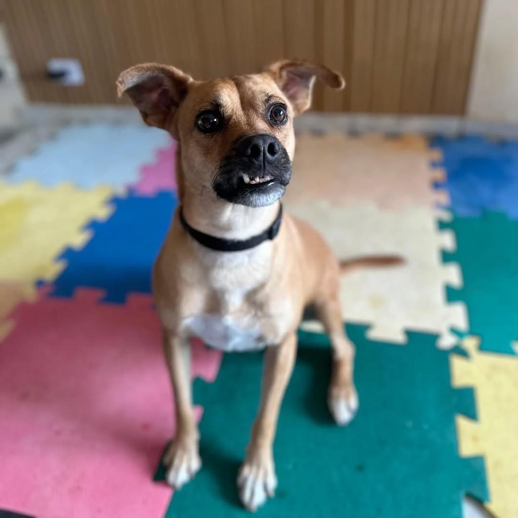 Fili, cachorro de porte pequeno para adoção em Curitiba - PR