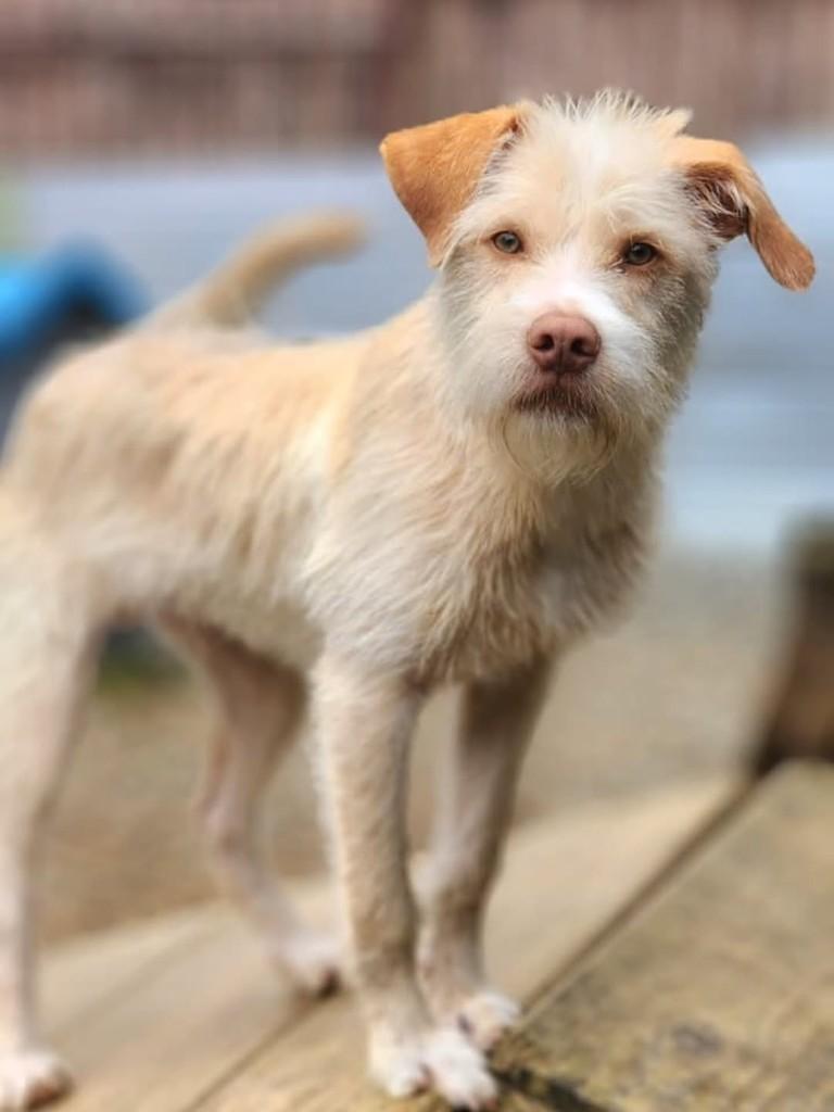 Caetano, cachorro de porte pequeno para adoção em Curitiba - PR