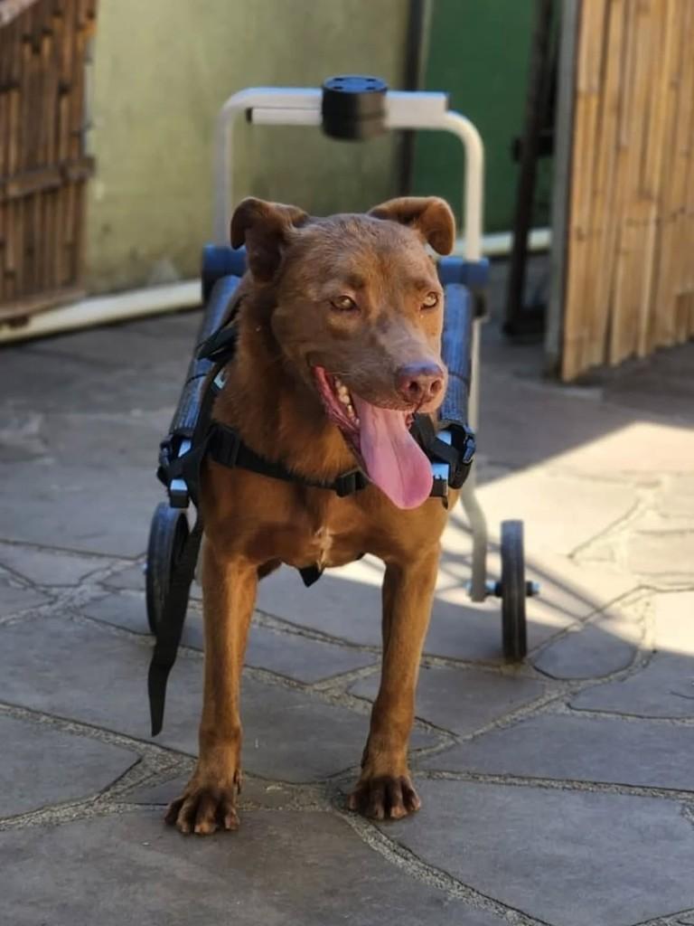 Guerreira, cadela de porte pequeno para adoção em Curitiba - PR