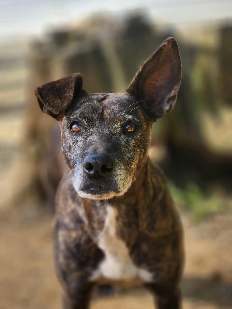 Miguel, cachorro de porte pequeno para adoção em Curitiba - PR