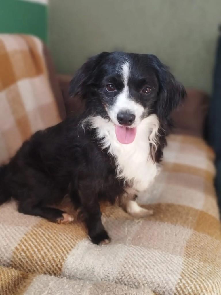 Pudim, cachorro de porte pequeno para adoção em Curitiba - PR