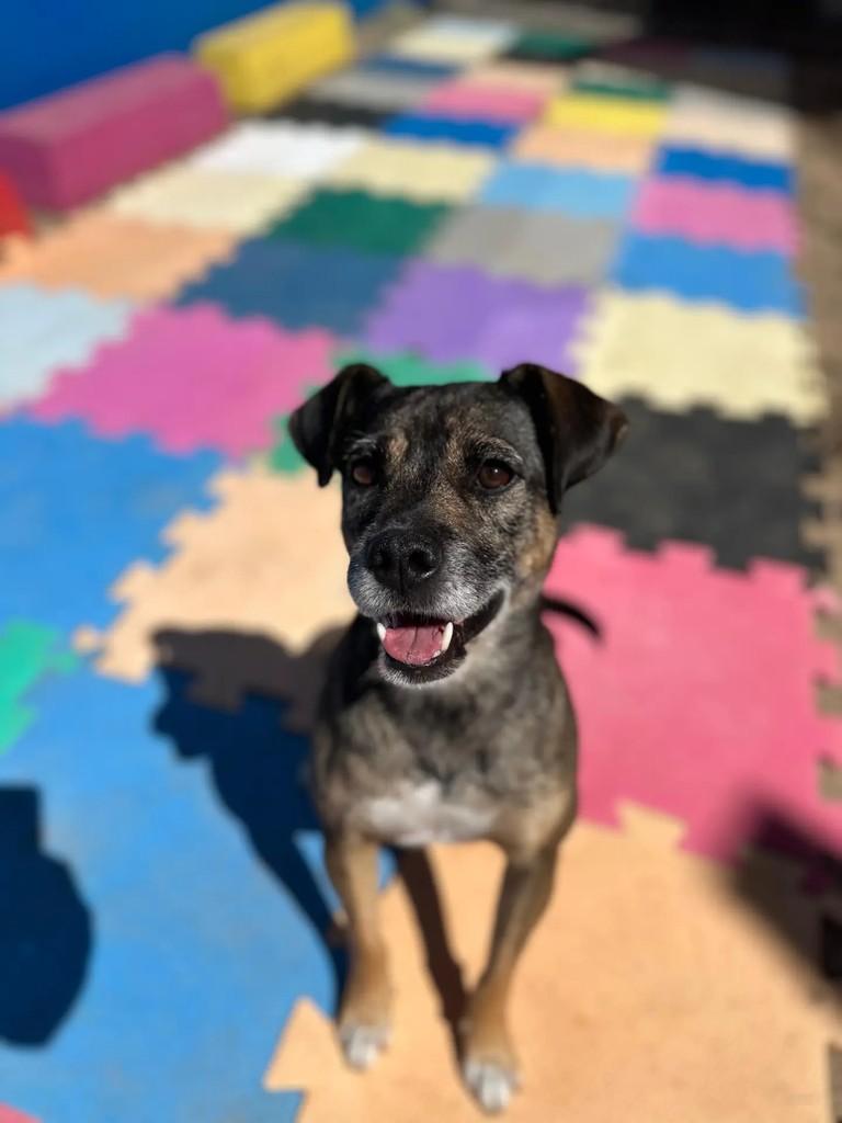 Kili, cachorro de porte pequeno para adoção em Curitiba - PR