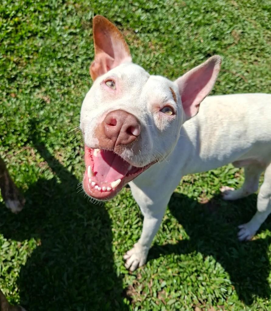 Gaspar, cachorro de porte médio para adoção em Curitiba - PR