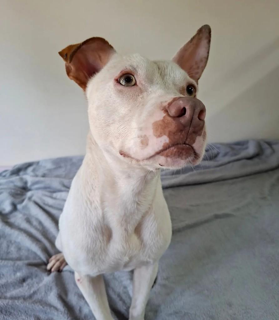 Gaspar, cachorro de porte médio para adoção em Curitiba - PR — foto 2 de 4