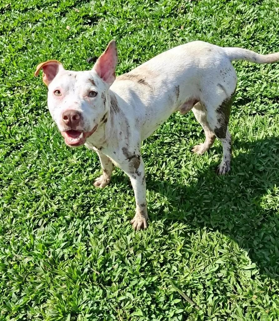 Gaspar, cachorro de porte médio para adoção em Curitiba - PR — foto 3 de 4