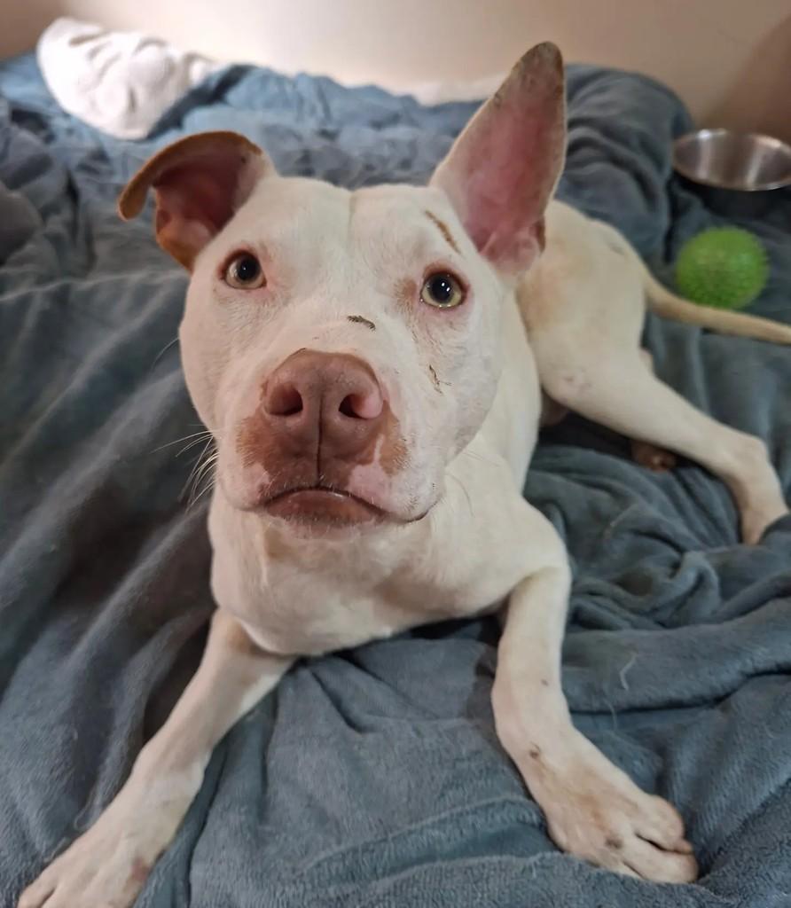 Gaspar, cachorro de porte médio para adoção em Curitiba - PR — foto 4 de 4