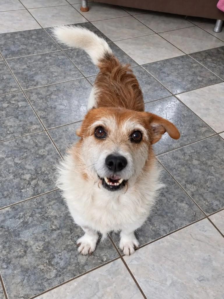 Tommy, cachorro de porte pequeno para adoção em Curitiba - PR