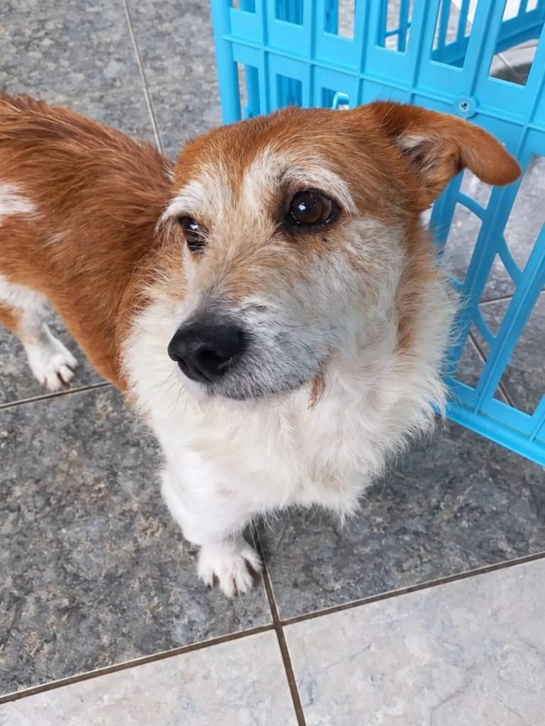 Tommy, cachorro de porte pequeno para adoção em Curitiba - PR — foto 2 de 10