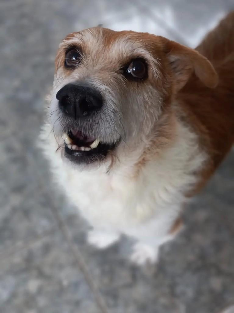 Tommy, cachorro de porte pequeno para adoção em Curitiba - PR — foto 3 de 10
