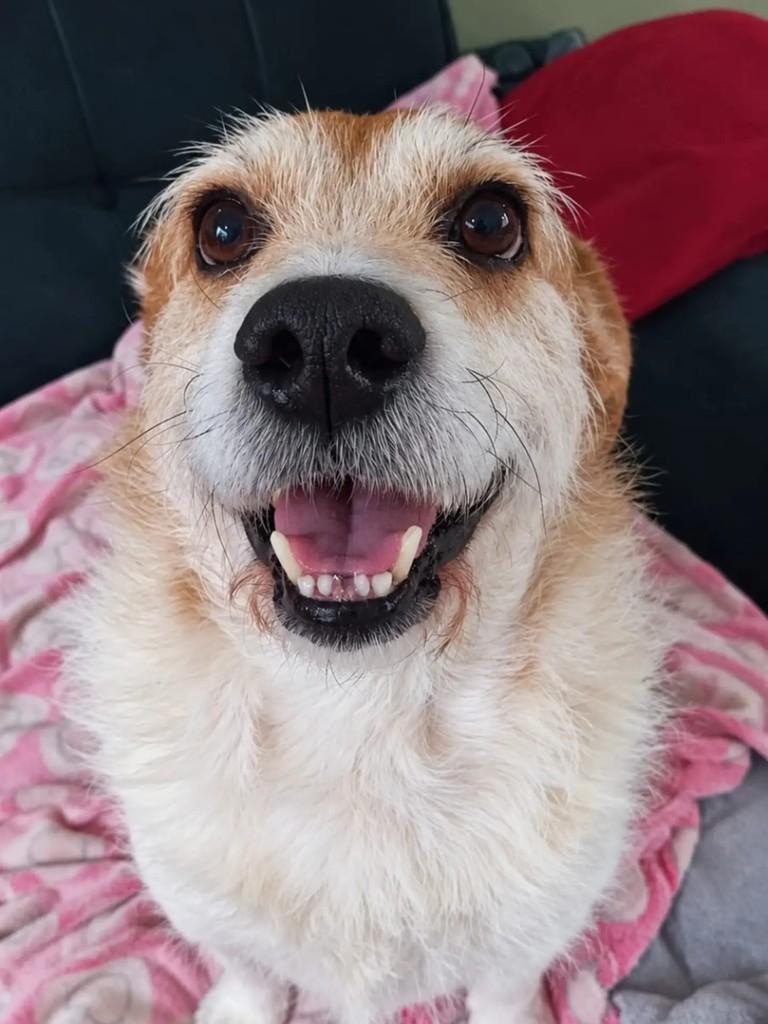 Tommy, cachorro de porte pequeno para adoção em Curitiba - PR — foto 4 de 10