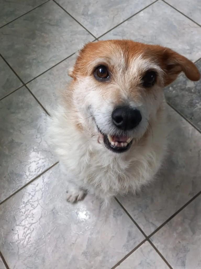 Tommy, cachorro de porte pequeno para adoção em Curitiba - PR — foto 5 de 10