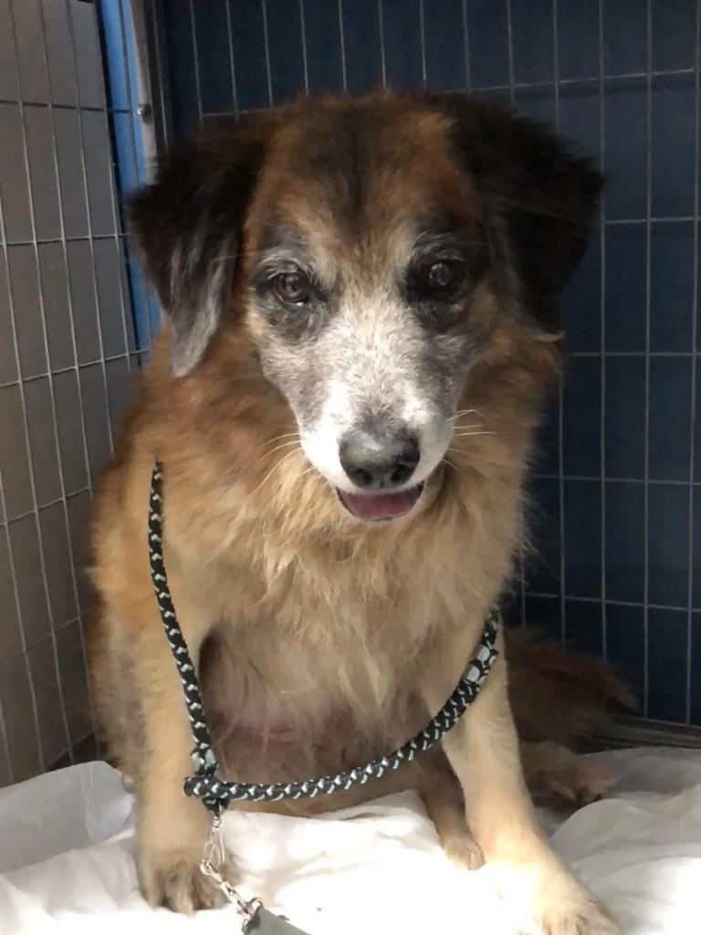 Fox, cachorro de porte médio para adoção em Curitiba - PR