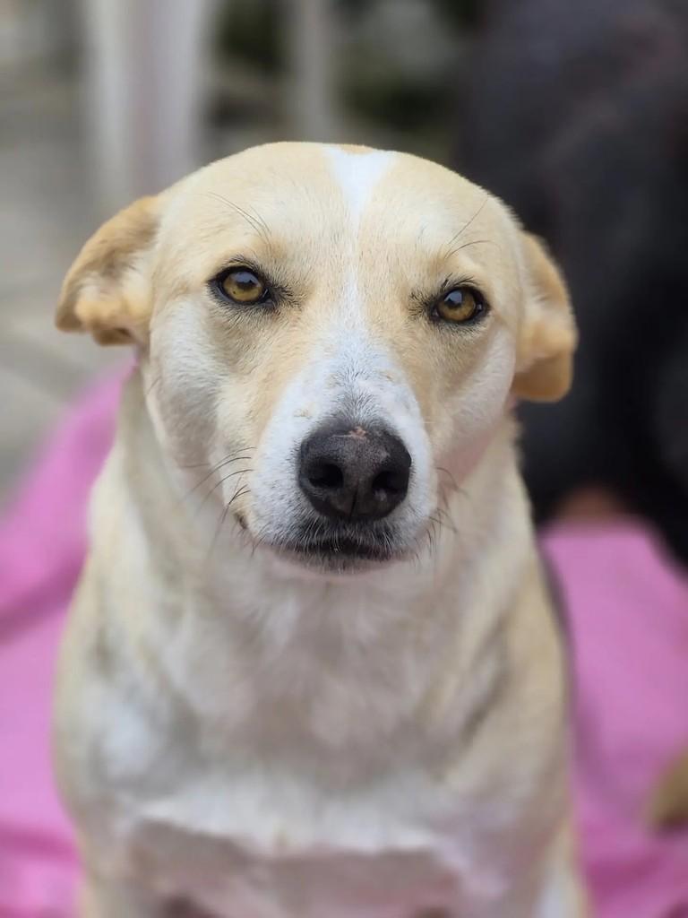 Sulfite, cachorro de porte médio para adoção em Curitiba - PR