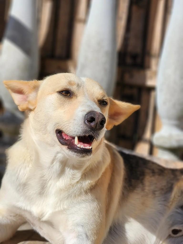 Sulfite, cachorro de porte médio para adoção em Curitiba - PR — foto 2 de 4