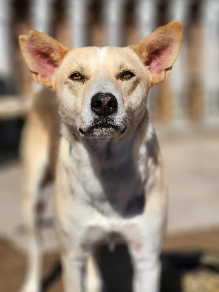 Sulfite, cachorro de porte médio para adoção em Curitiba - PR — foto 3 de 4