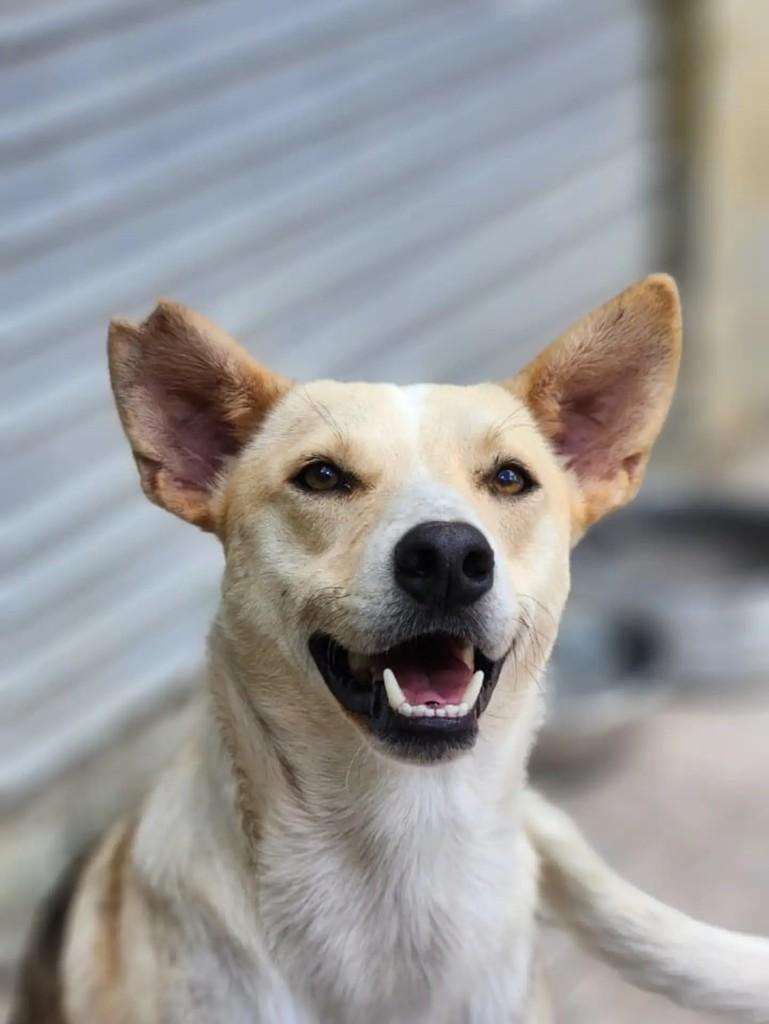 Sulfite, cachorro de porte médio para adoção em Curitiba - PR — foto 4 de 4