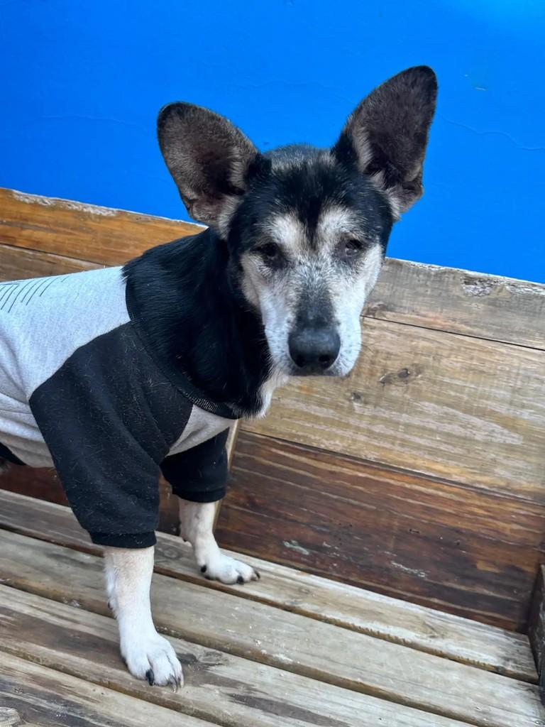 Caju, cachorro de porte pequeno para adoção em Curitiba - PR