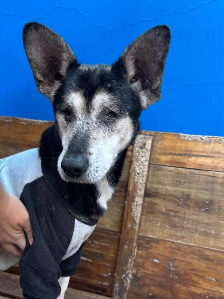 Caju, cachorro de porte pequeno para adoção em Curitiba - PR — foto 2 de 3