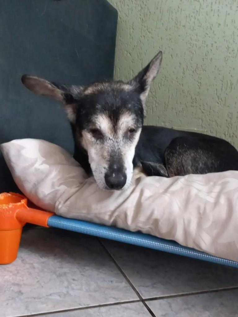 Caju, cachorro de porte pequeno para adoção em Curitiba - PR — foto 3 de 3