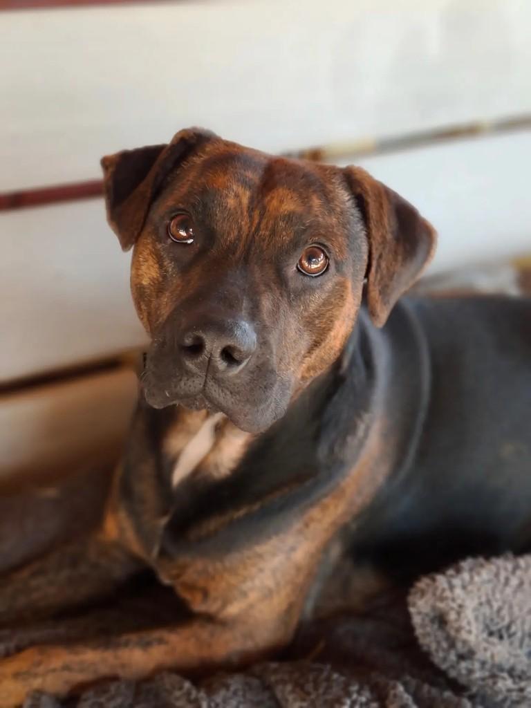 Hardy, cachorro de porte médio para adoção em Curitiba - PR