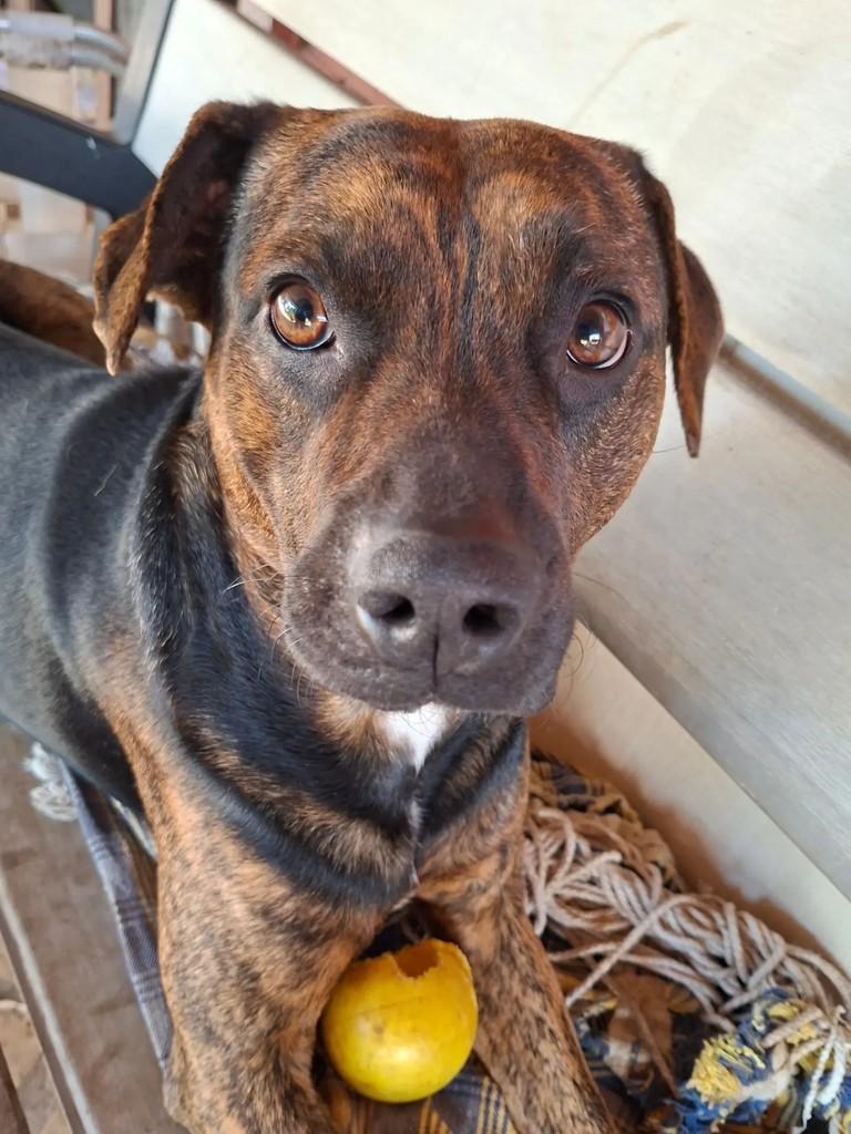 Hardy, cachorro de porte médio para adoção em Curitiba - PR — foto 2 de 5
