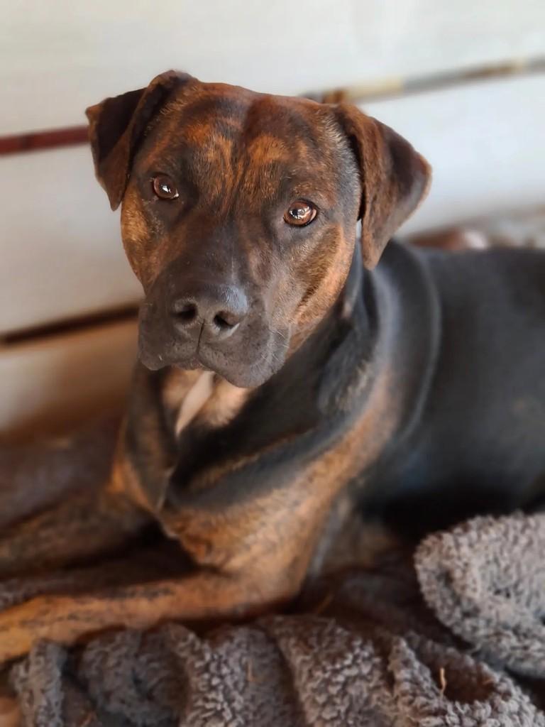 Hardy, cachorro de porte médio para adoção em Curitiba - PR — foto 3 de 5